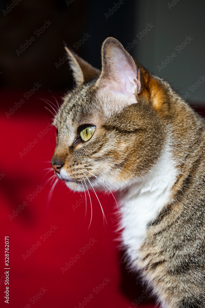 gata de perfil con mirada fija sobre fondo rojo