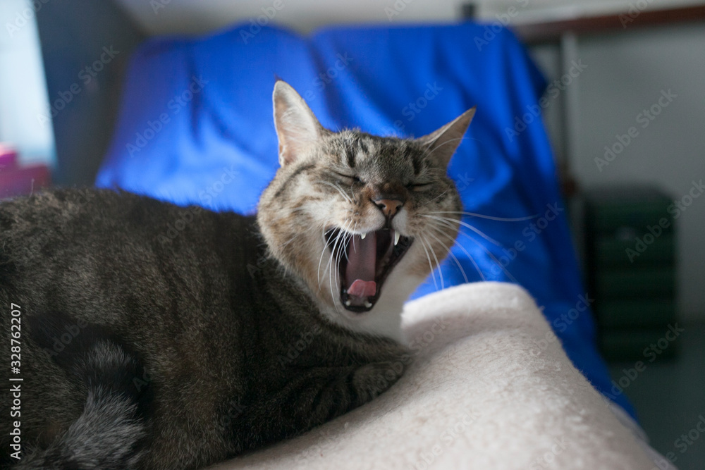 gata gris y blanca con la boca abierta por bostezo encima de una cama con fondo azul