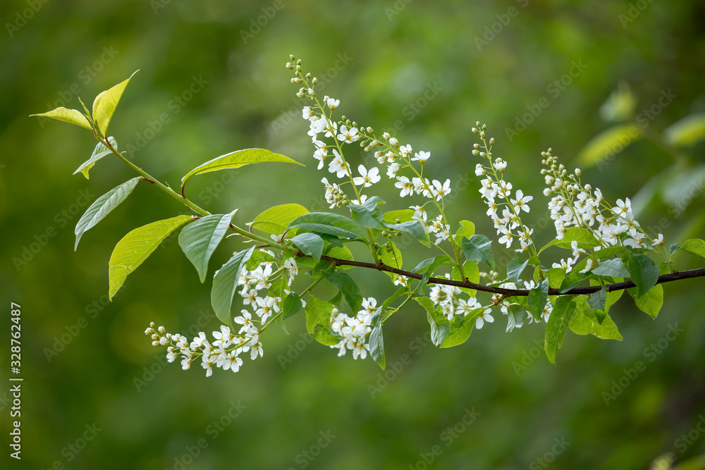 Obraz premium fresh spring blooming tree branch