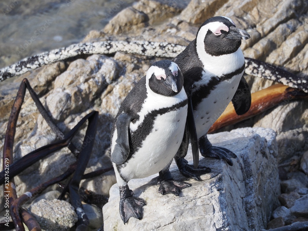 Naklejka premium Brillenpinguine - Kolonie bei Kapstadt in Betty's Bay