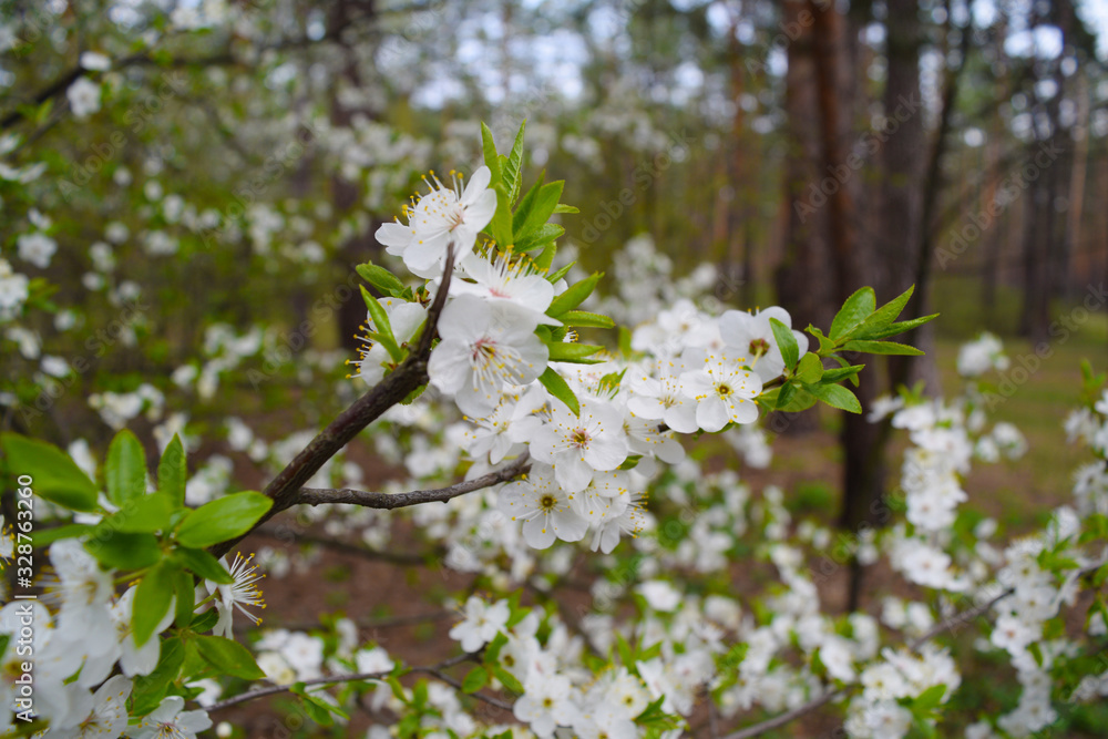 Obraz premium White small flowers in the spring forest