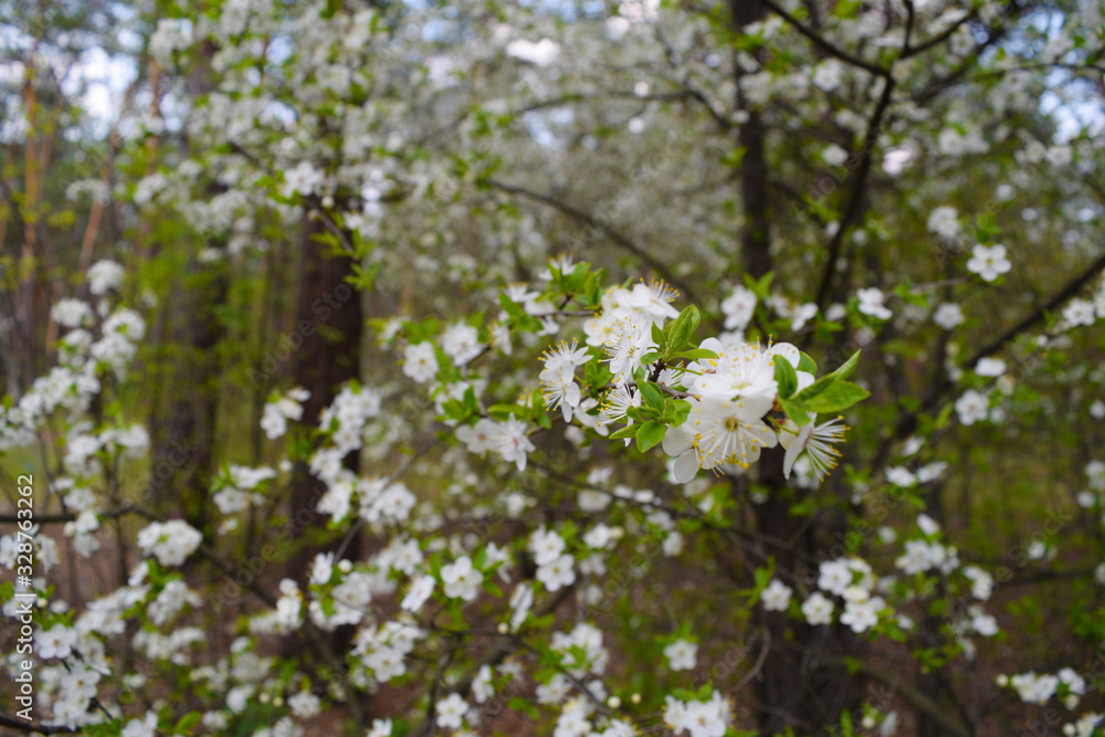 View of many white beautiful small flowers on the forest background View of many white beautiful small flowers on the forest background