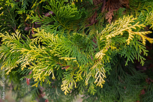 Coniferous plant  green branch with yellow edges Biota eastern