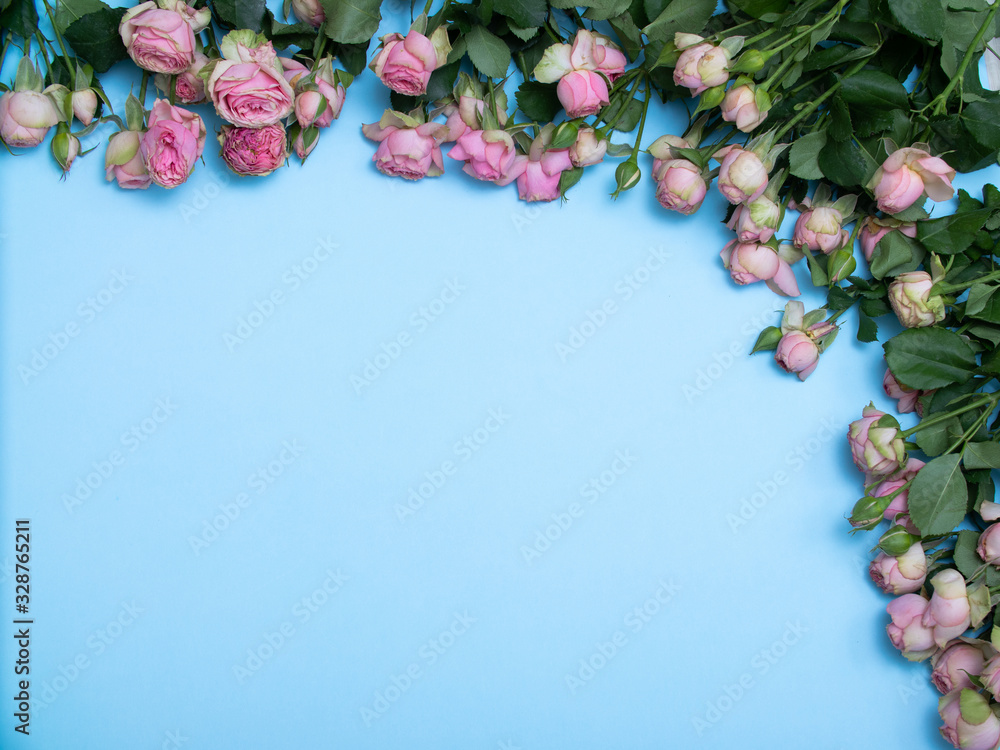 spring roses flatlay on blue background. Concept of flowers for Valentines Day , mothers Day or March 8 spring roses flatlay on blue background. Concept of flowers for Valentines Day , mothers Day or March 8