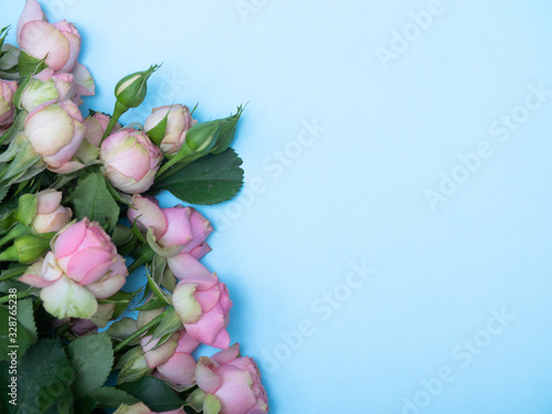 Fototapeta Naklejka Na Ścianę i Meble -  spring roses flatlay on blue background. Concept of flowers for Valentines Day , mothers Day or March 8
