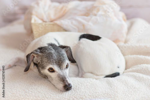 Rat Terrier dog cozily laying on blankets © Nicholas Steven