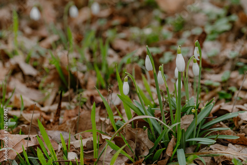 growing snowdrops in spring in park