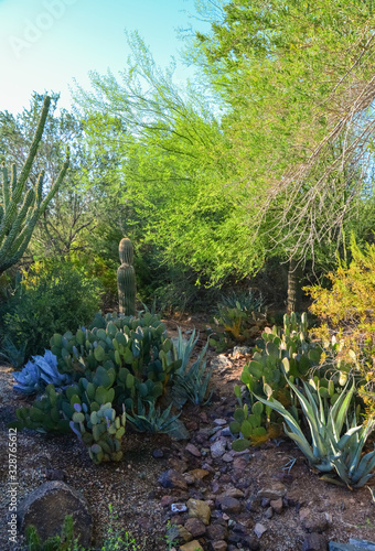 Different types of prickly pear cacti in a botanical garden in Phoenix, Arizona