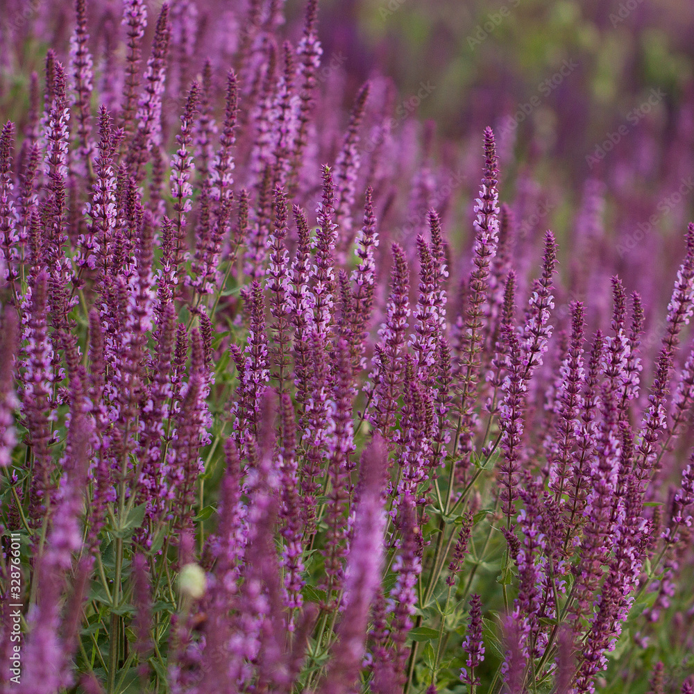 bright flowers of sage blooming in a summer field