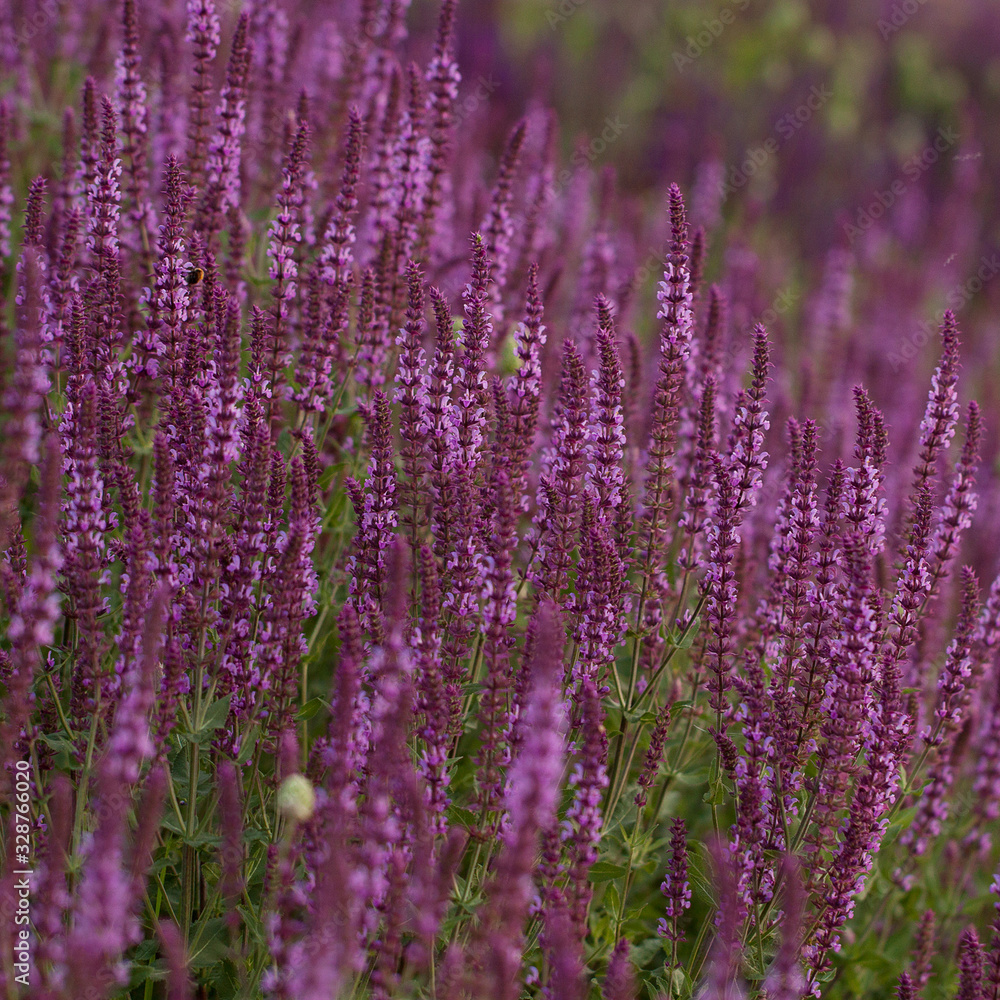 Fototapeta premium bright delicate flowers of sage blooming in a summer field