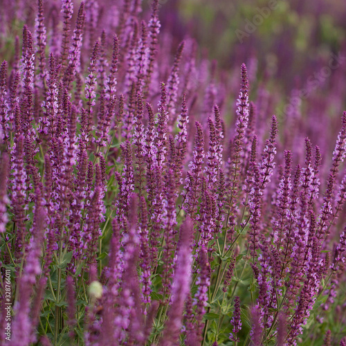 bright flowers of sage blooming in a summer field