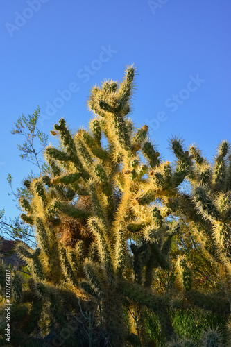 Cactus. Cane Chola Cylindropuntia spinosior on a background of blue sky. Arizona, USA photo