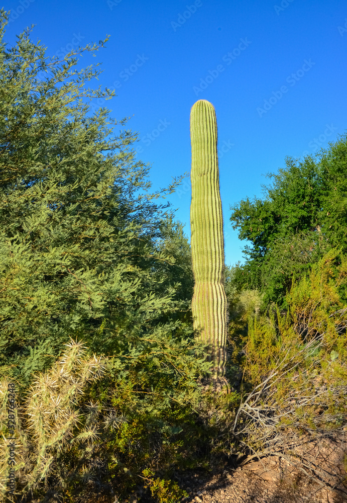 Arizona cacti. A view looking up a Saguaro cactus (Carnegiea gigantea) from its base Arizona cacti. A view looking up a Saguaro cactus (Carnegiea gigantea) from its base