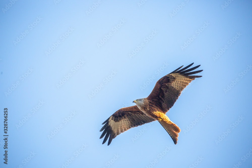 Obraz premium Red kite