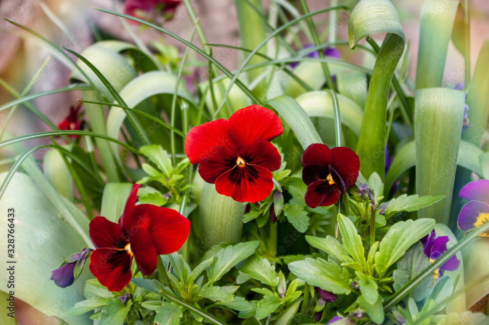 Red Pansies