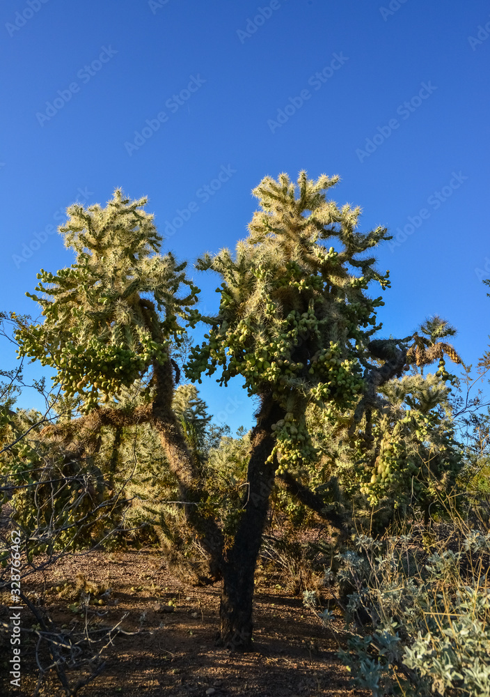 Cactus. Cane Chola Cylindropuntia spinosior on a background of blue sky. Arizona, USA Cactus. Cane Chola Cylindropuntia spinosior on a background of blue sky. Arizona, USA