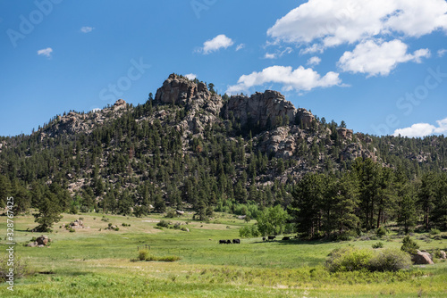 A typical Rocky Mountain view with scattered boulders, pine trees and cattle grazing and sitting in the shade under some trees.
