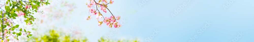 A blooming dogwood with nice focus on flowers on soft light blue sky and clouds in the background - the spring is here.