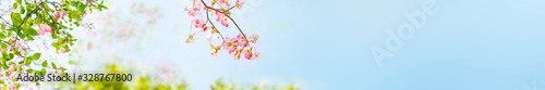 A blooming dogwood with nice focus on flowers on soft light blue sky and clouds in the background - the spring is here.