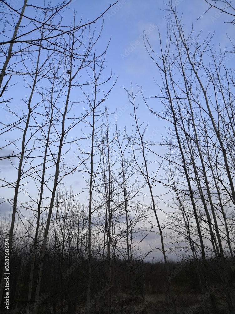 Obraz premium sunset in forest