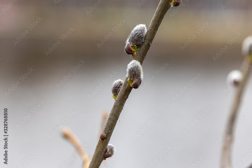 Willow flowers in early spring Willow flowers in early spring