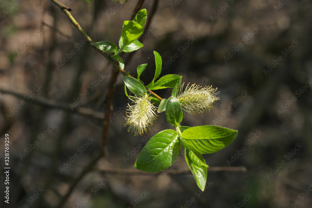 spring, green on the trees spring, green on the trees