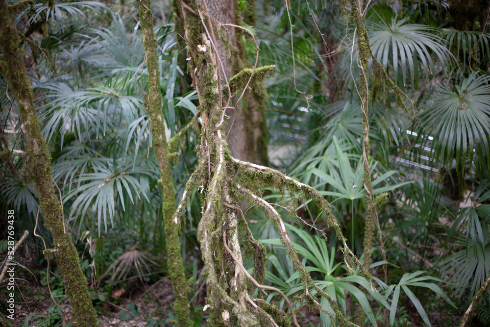 Fototapeta premium Relic forest consisting of yew and boxwood. Trees in the reserve. Moss on the branches. Natural background from the jungle. Natural niche. Old trees. Beauty of nature.