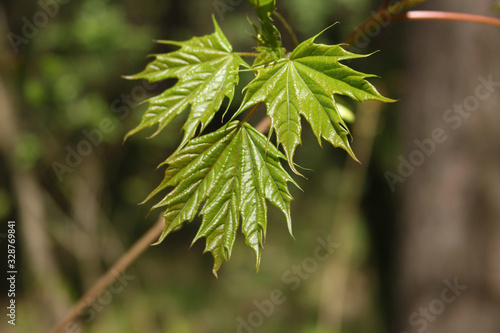 spring maple leaf in the forest