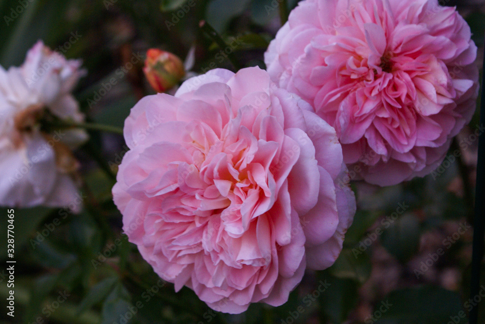 Blume Blume