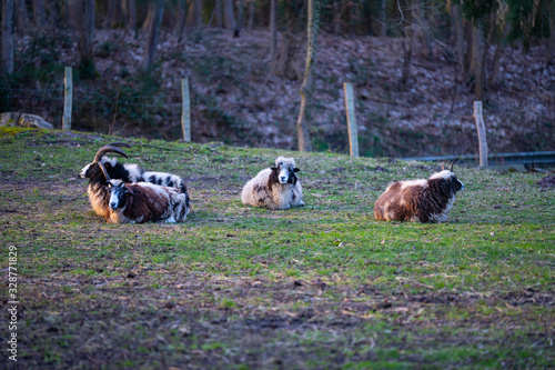 Jakob sheep lies  calmly on a meadow and relaxed