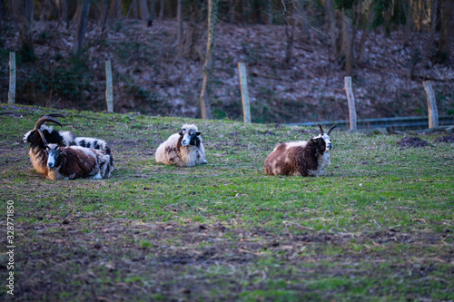 Jakob sheep lies  calmly on a meadow and relaxed