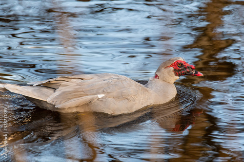 two warty ducks are on  a small river in northern germany photo