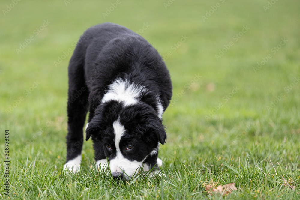 Boder Collie Welpe auf einer Wiese