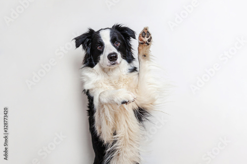 Funny studio portrait of cute smilling puppy dog border collie isolated on white background. New lovely member of family little dog gazing and waiting for reward. Funny pets animals life concept © Юлия Завалишина