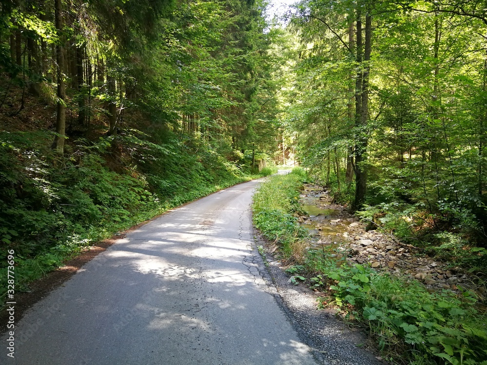 Forest asphalt road lined by stream and tall trees Forest asphalt road lined by stream and tall trees