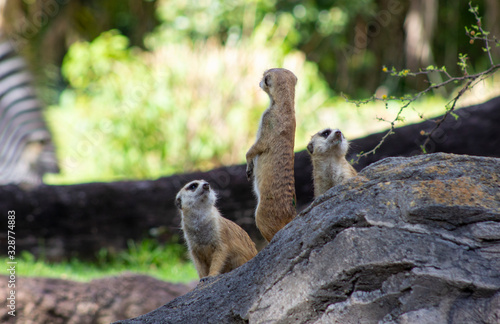 three little meerkats