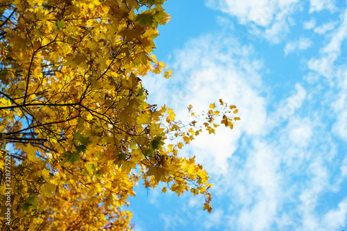 Bright yellow autumn leaves on tree branches against a beautiful blue sky in the clouds.