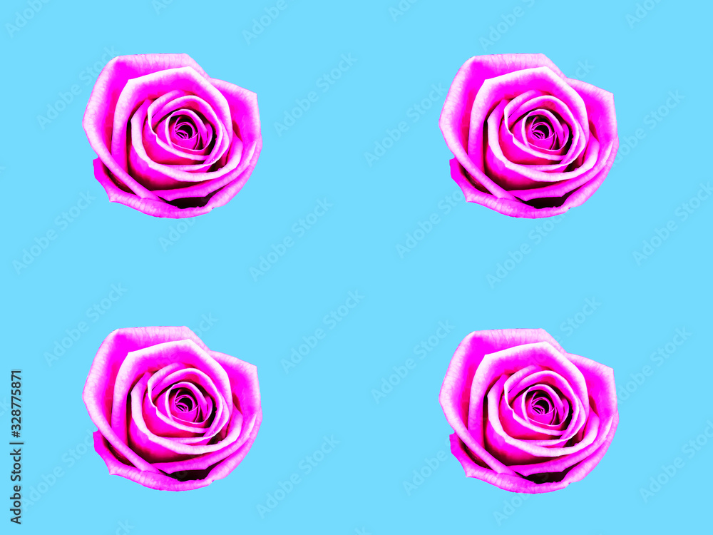 Set of Pink Roses isolated on White Background Set of Pink Roses isolated on White Background