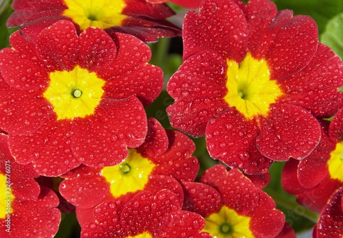 red and yellow flowers with water drops