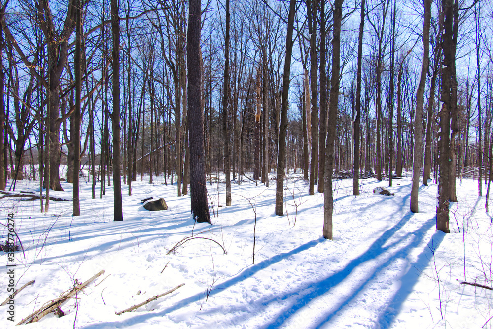 A winter forest