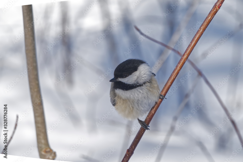Fototapeta premium A lone chickadee on a branch