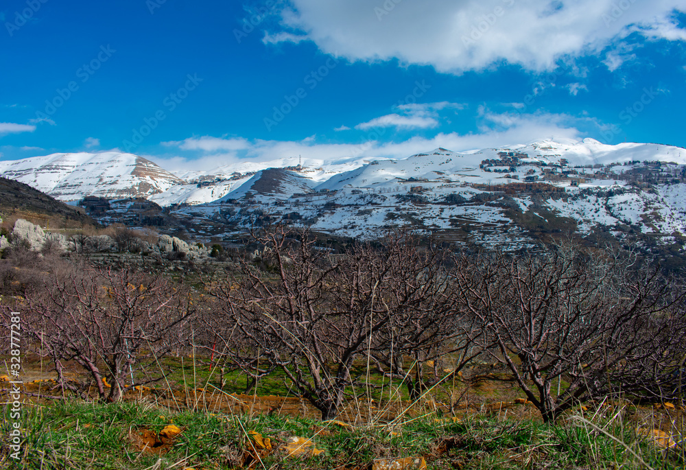 Apple tree field in the Lebanon mountains in winter