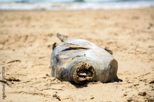Dead fish on the beach, Australia © Gary