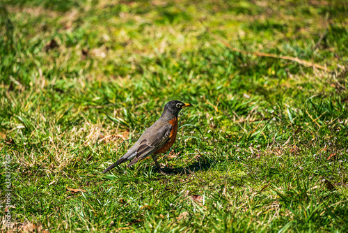 Robin on the grass © Gerard
