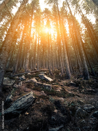 Sunset In Mystical Dense Forest, The Tall Trunks Of Conifers Stand On High Hill Among Large Stones Covered With Moss, The Sun's Rays Are Beautifully Intertwined In Branches On Sky Background © Svyatoslav Lypynskyy