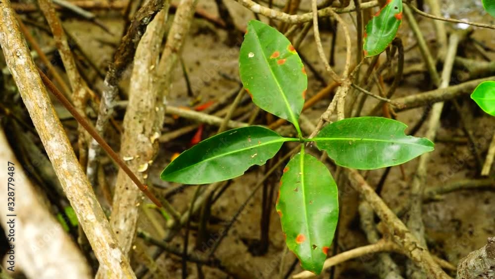 Amngrove Leaves