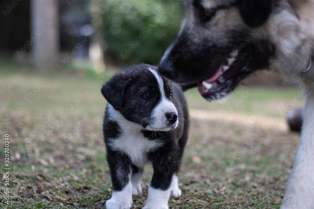  Two dogs of different sizes looking at each other