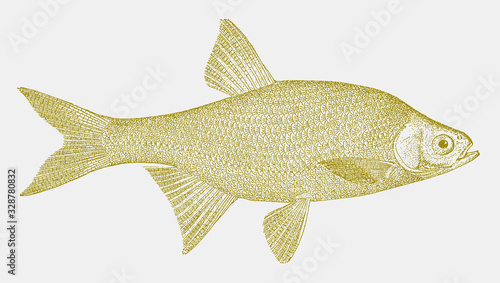 Golden shiner notemigonus crysoleucas, freshwater fish from Eastern North America in side view photo