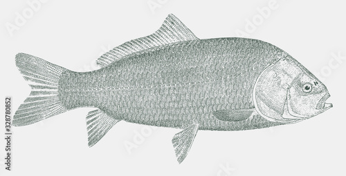 Smallmouth buffalo, ictiobus bubalus, a highly valued food fish from the waters of the mississippi river in side view