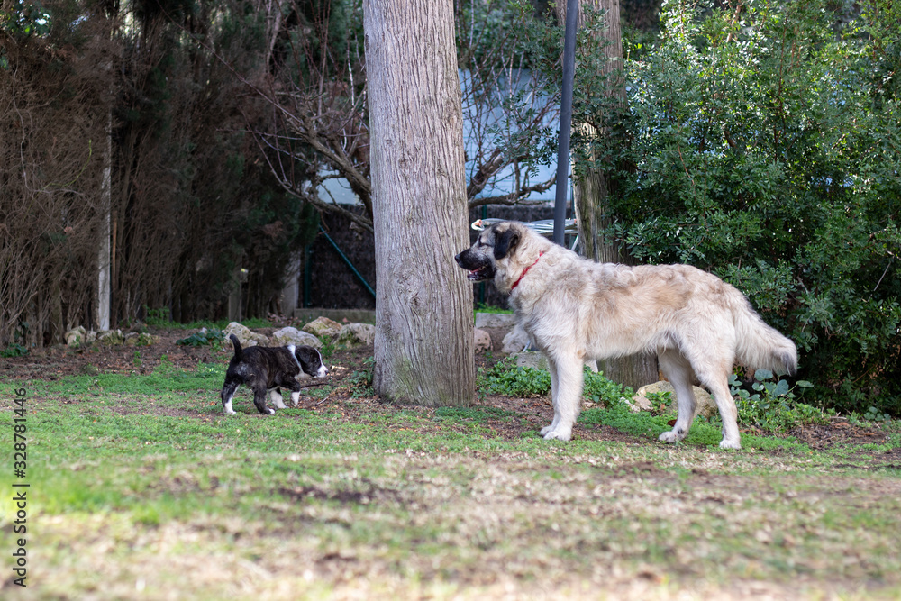 Fototapeta premium Two dogs of different sizes looking at each other